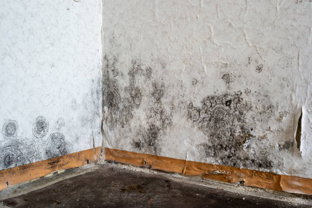 Certified Mold Removal in Grandview, WA